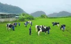 ĐƠN HÀNG:CHĂN NUÔI BÒ SỮA THÁNG 08/2026