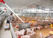 ĐƠN HÀNG: CHĂN NUÔI HEO THÁNG 4/2026