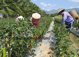 ĐƠN HÀNG NGUYỄN KIM PHƯƠNG THÁNG 3/2026