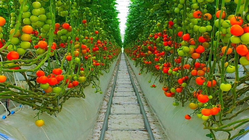 Đơn hàng trồng cà chua trong nhà kính Nhật Bản T6/2019