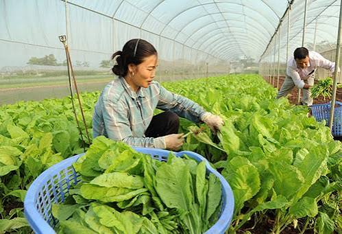 ĐƠN HÀNG: TRỒNG CHĂM SÓC, THU HOẠCH CÁC LOẠI RAU THÁNG 07/2026
