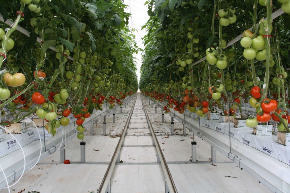 Đơn nữ trồng cà chua trong nhà kính T5/2019