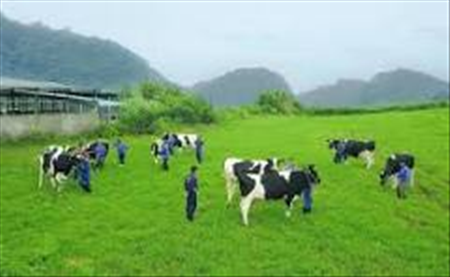 ĐƠN HÀNG:CHĂN NUÔI BÒ SỮA THÁNG 08/2026