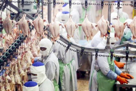 Dơn hàng công nhân nhà máy chế biến thịt gà Hungary