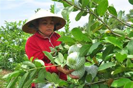 ĐƠN HÀNG LO VINH HỶ THÁNG 3/2026