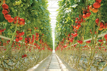 Đơn hàng nam trồng cà chua trong nhà kình