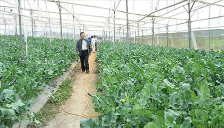 Đơn hàng nông nghiệp làm trong nhà kính Nhật T7/2019