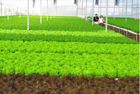 ĐƠN HÀNG NÔNG NGHIỆP TRỒNG CÂY THÁNG 7/2025