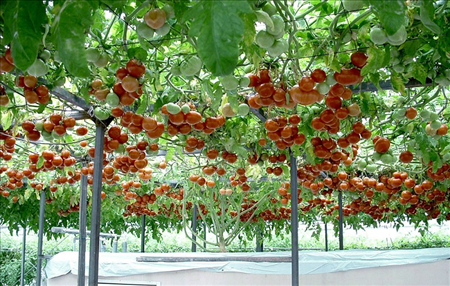 Đơn hàng nữ  trồng cà chua trong nhà kính Nhật T6/2019
