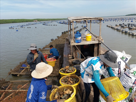 Đơn hàng nuôi trồng đánh bắt hàu Nhật T6/2019