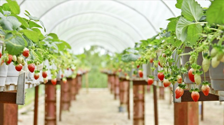 Đơn hàng trồng cà chua dâu tây trong nhà khính Nhật Bản T6/2019