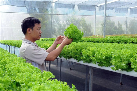 ĐƠN HÀNG: TRỒNG, CHĂM SÓC, THU HOẠCH CÁC LOẠI RAU: DỨA LƯỚI, XÀ LÁCH, BẮP CẢI, CẢI THẢO... THÁNG 11/2025