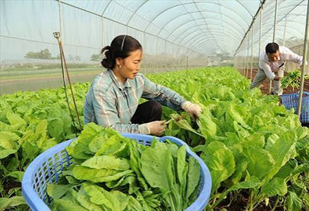 ĐƠN HÀNG: TRỒNG CHĂM SÓC, THU HOẠCH CÁC LOẠI RAU THÁNG 07/2026