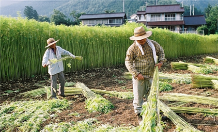 Đơn hàng trồng rau trong nhà kính Nhật T7/2019