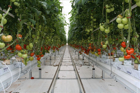 Đơn nữ trồng cà chua trong nhà kính T5/2019