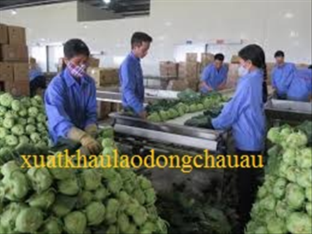 XUẤT KHẨU LAO ĐỘNG ĐÀI LOAN ĐƠN HÀNG DAN KIET