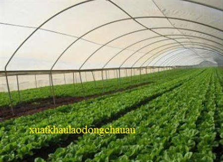 XUẤT KHẨU LAO ĐỘNG HI LẠP ĐƠN HÀNG NÔNG NGHIỆP