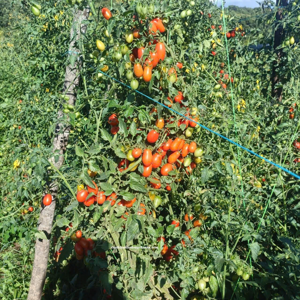 XUẤT KHẨU LAO ĐỘNG HY LẠP ĐƠN HÀNG NÔNG NGHIỆP