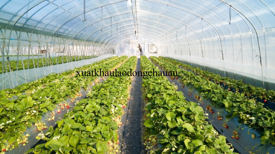 XUẤT KHẨU LAO ĐỘNG HY LẠP ĐƠN HÀNG NÔNG NGHIỆP